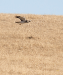 Northern Harrier 6326